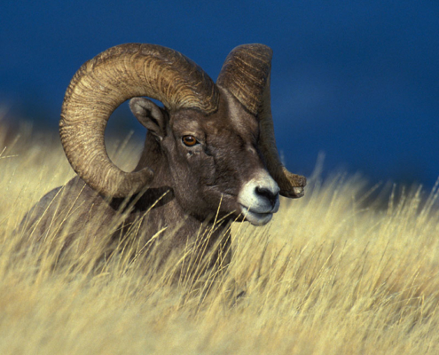 Bighorn-Sheep-2