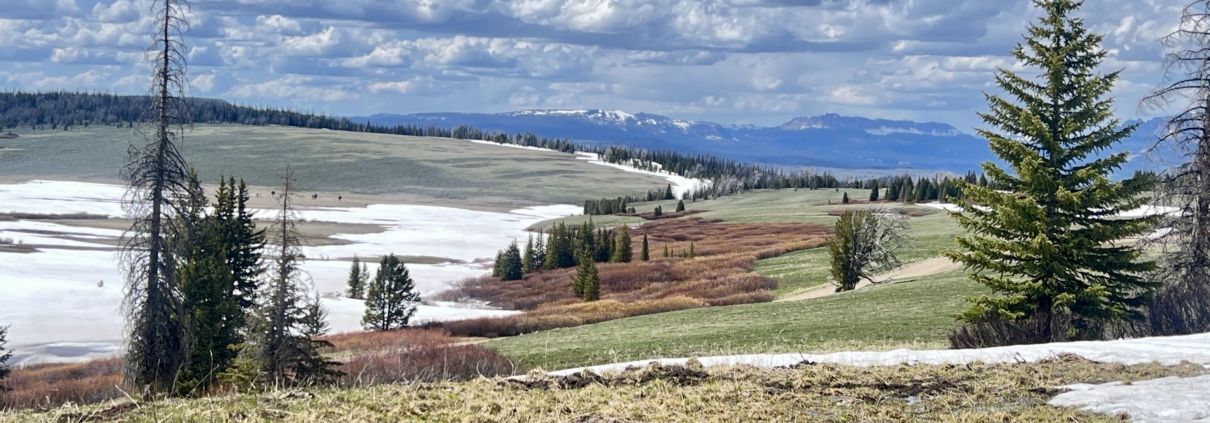 Panoramic view of a Wyoming mountain valley with snow patches, evergreen trees, and distant snow-capped peaks