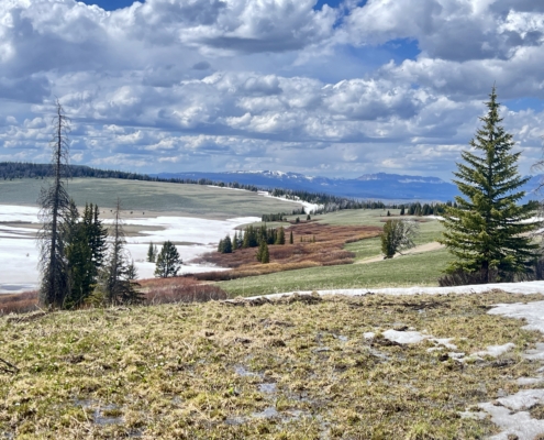 Panoramic view of a Wyoming mountain valley with snow patches, evergreen trees, and distant snow-capped peaks